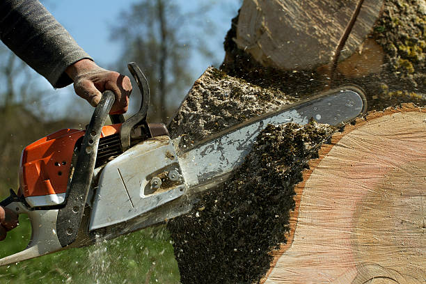 Sneads Ferry, NC Tree Removal Company